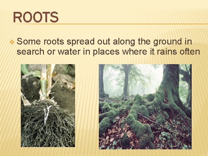 ROOTS v Some roots spread out along the ground in search or water in ROOTS v Some roots spread out along the ground in search or water in