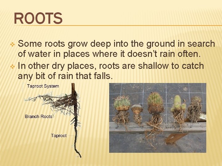 ROOTS Some roots grow deep into the ground in search of water in places ROOTS Some roots grow deep into the ground in search of water in places