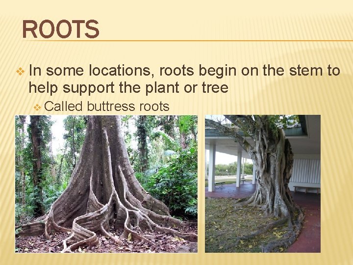ROOTS v In some locations, roots begin on the stem to help support the ROOTS v In some locations, roots begin on the stem to help support the