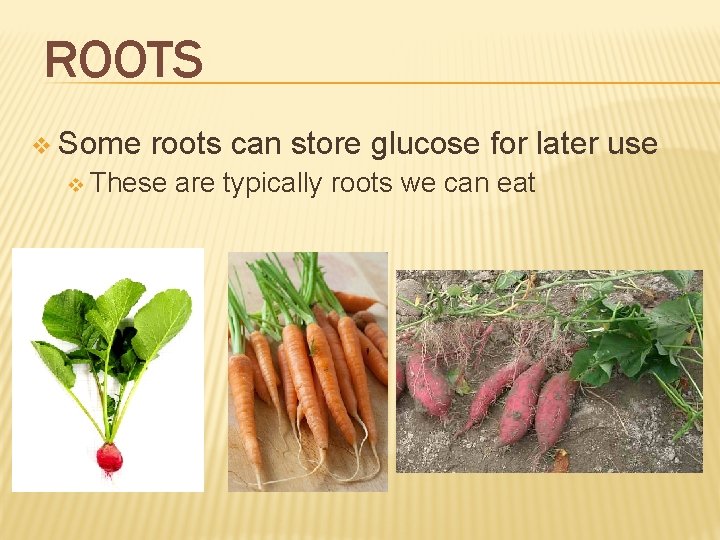 ROOTS v Some roots can store glucose for later use v These are typically ROOTS v Some roots can store glucose for later use v These are typically
