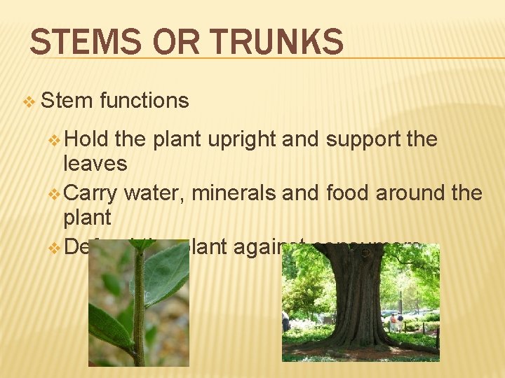STEMS OR TRUNKS v Stem functions v Hold the plant upright and support the STEMS OR TRUNKS v Stem functions v Hold the plant upright and support the