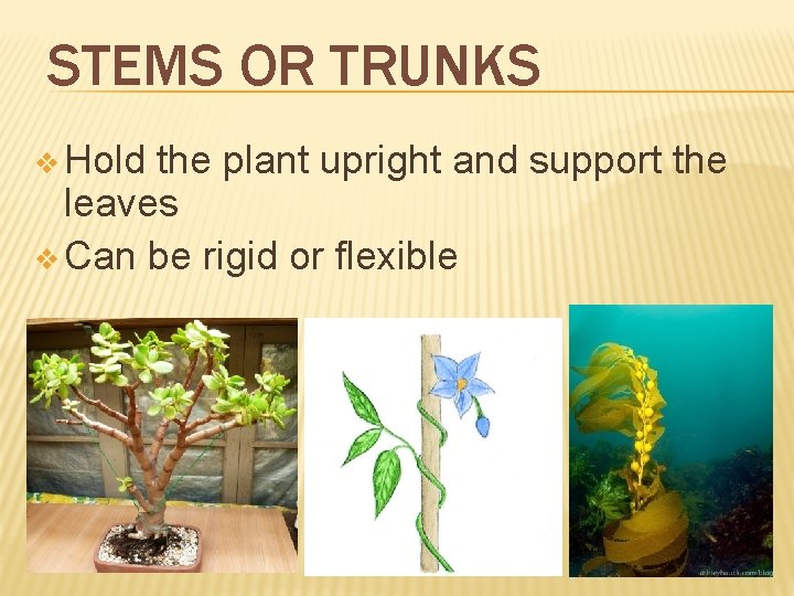 STEMS OR TRUNKS v Hold the plant upright and support the leaves v Can STEMS OR TRUNKS v Hold the plant upright and support the leaves v Can