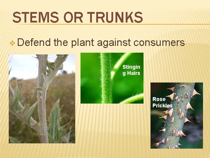 STEMS OR TRUNKS v Defend the plant against consumers Stingin g Hairs Rose Prickles STEMS OR TRUNKS v Defend the plant against consumers Stingin g Hairs Rose Prickles