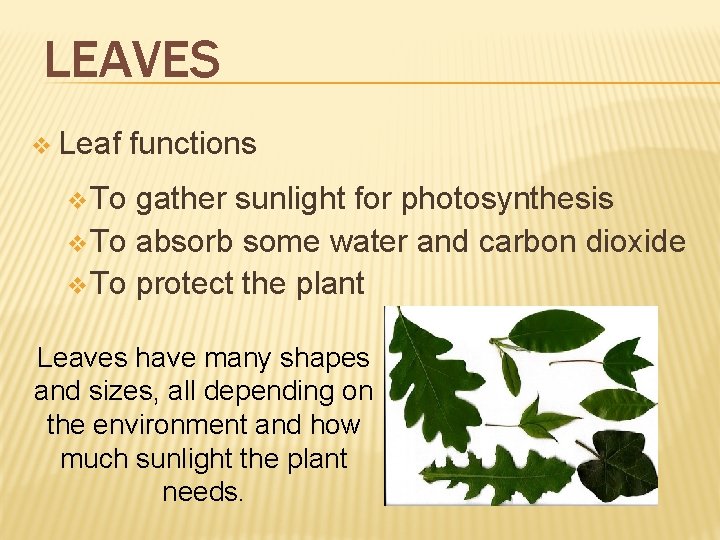 LEAVES v Leaf functions v To gather sunlight for photosynthesis v To absorb some LEAVES v Leaf functions v To gather sunlight for photosynthesis v To absorb some