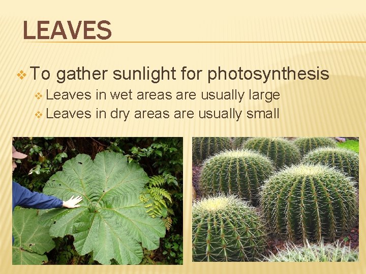 LEAVES v To gather sunlight for photosynthesis v Leaves in wet areas are usually LEAVES v To gather sunlight for photosynthesis v Leaves in wet areas are usually