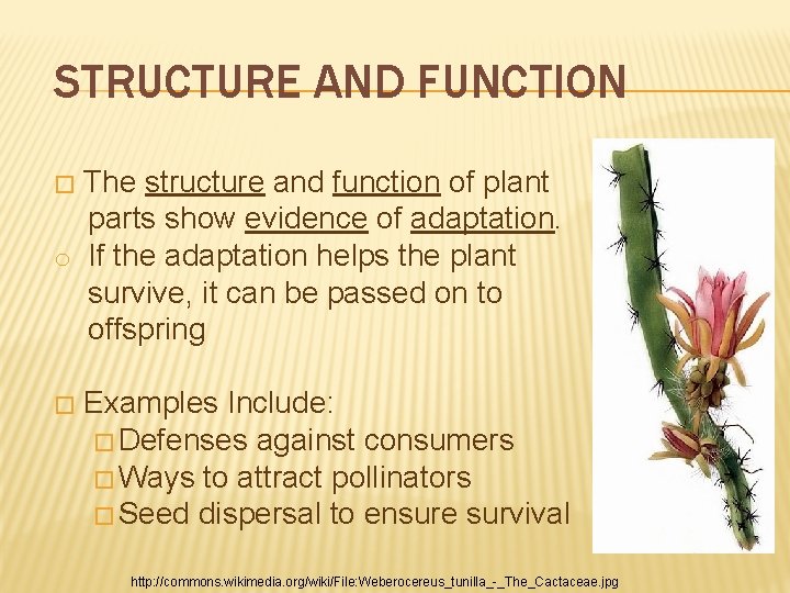 STRUCTURE AND FUNCTION The structure and function of plant parts show evidence of adaptation. STRUCTURE AND FUNCTION The structure and function of plant parts show evidence of adaptation.