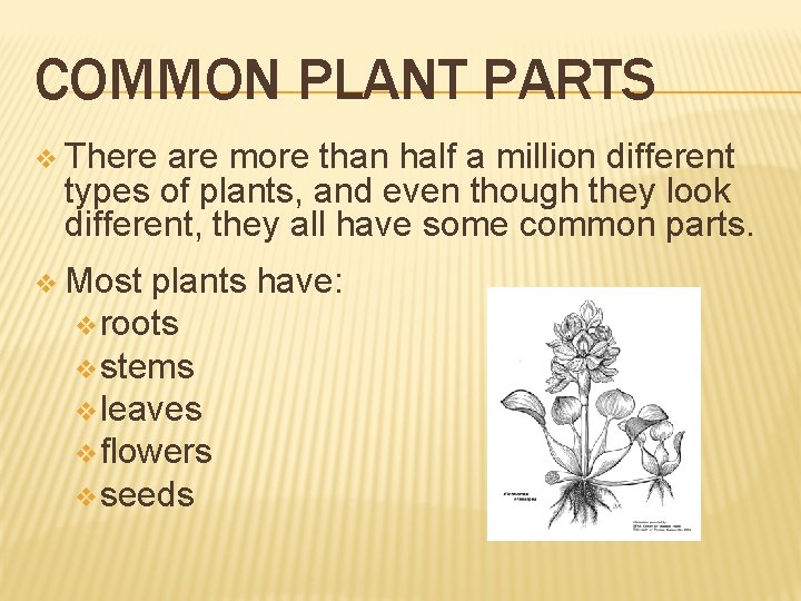 COMMON PLANT PARTS v There are more than half a million different types of COMMON PLANT PARTS v There are more than half a million different types of