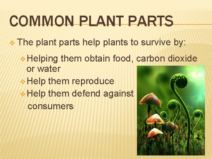 COMMON PLANT PARTS v The plant parts help plants to survive by: v Helping COMMON PLANT PARTS v The plant parts help plants to survive by: v Helping