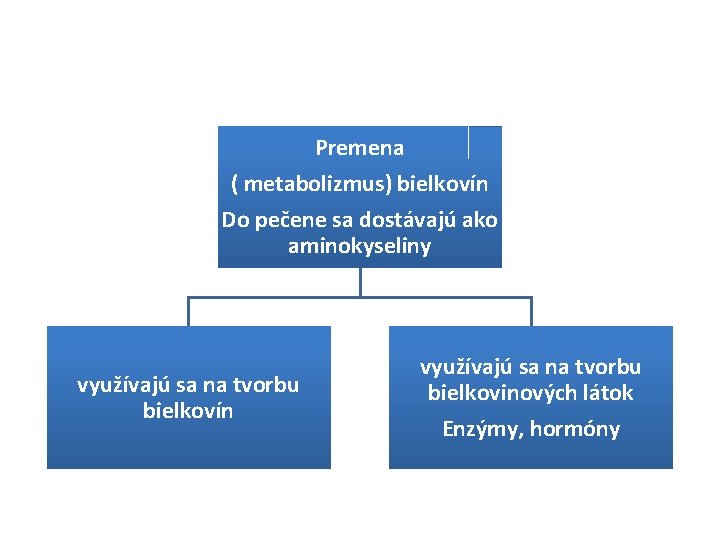 Premena ( metabolizmus) bielkovín Do pečene sa dostávajú ako aminokyseliny využívajú sa na tvorbu