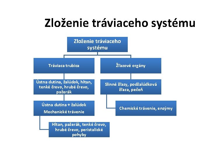 Zloženie tráviaceho systému Tráviaca trubica Žľazové orgány Ústna dutina, žalúdok, hltan, tenké črevo, hrubé