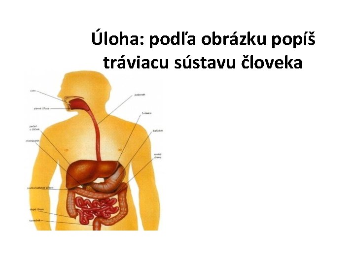 Úloha: podľa obrázku popíš tráviacu sústavu človeka 