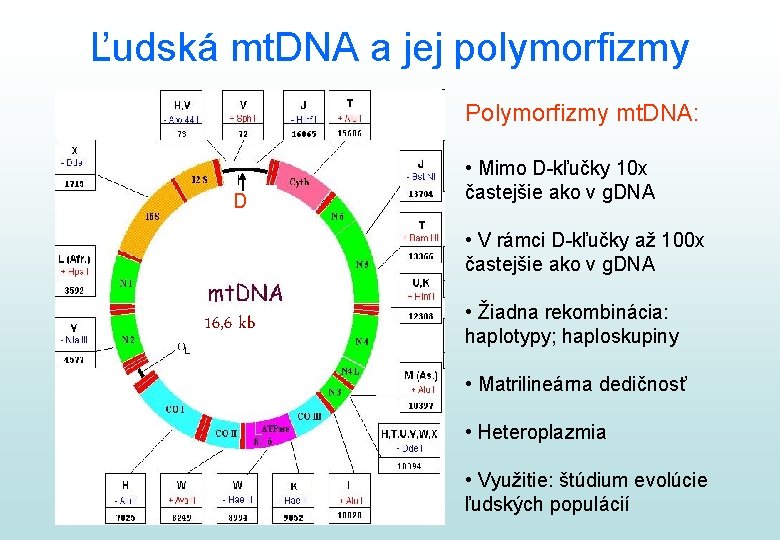 Ľudská mt. DNA a jej polymorfizmy Polymorfizmy mt. DNA: D • Mimo D-kľučky 10