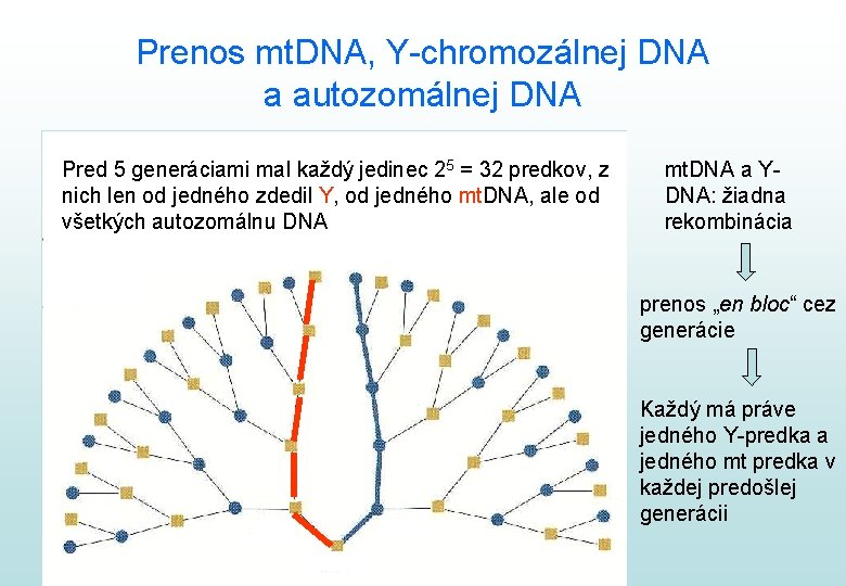 Prenos mt. DNA, Y-chromozálnej DNA a autozomálnej DNA Pred 5 generáciami mal každý jedinec