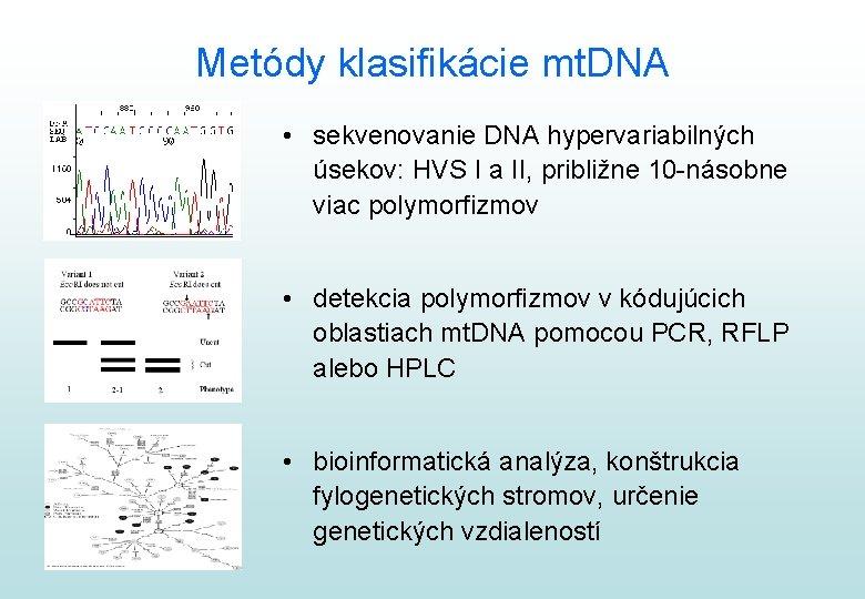 Metódy klasifikácie mt. DNA • sekvenovanie DNA hypervariabilných úsekov: HVS I a II, približne