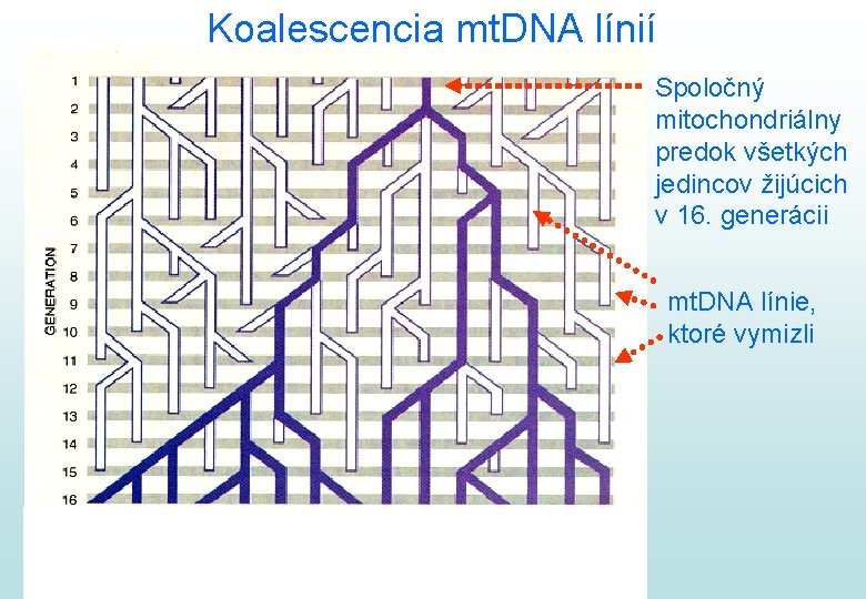 Koalescencia mt. DNA línií Spoločný mitochondriálny predok všetkých jedincov žijúcich v 16. generácii mt.