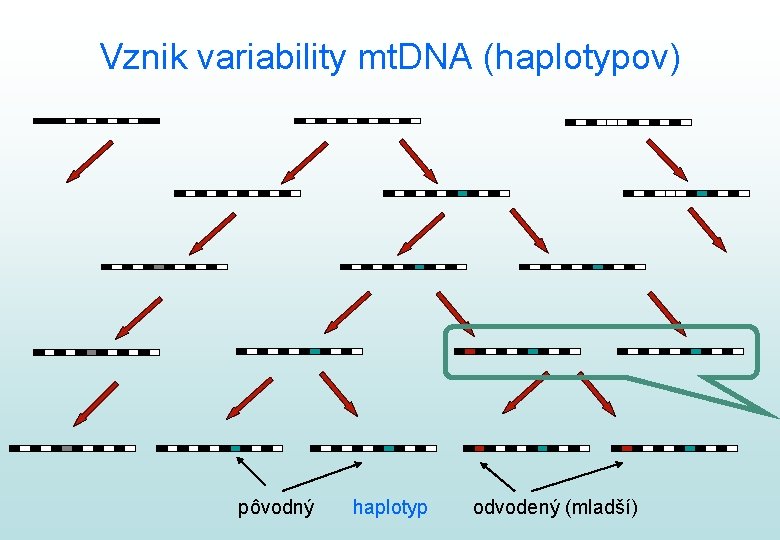 Vznik variability mt. DNA (haplotypov) pôvodný haplotyp odvodený (mladší) 
