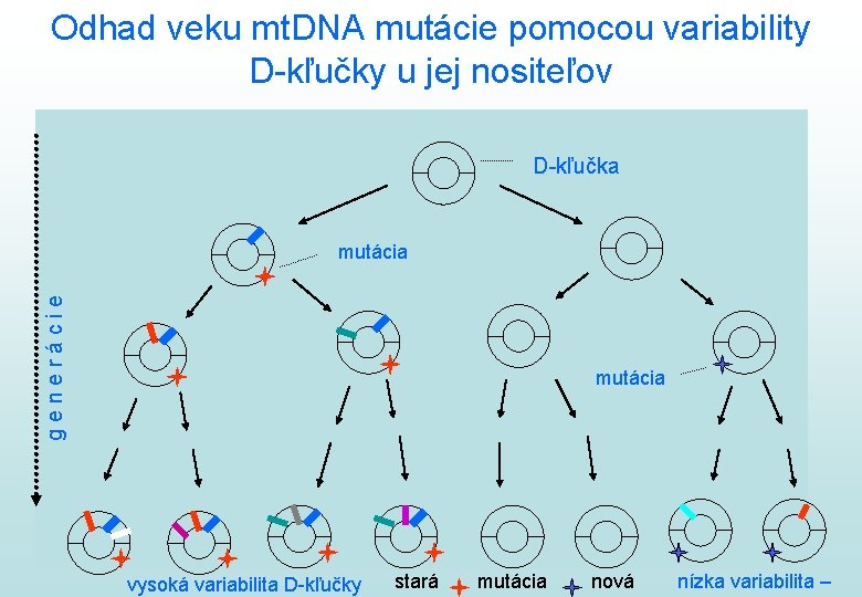Odhad veku mt. DNA mutácie pomocou variability D-kľučky u jej nositeľov D-kľučka generácie mutácia