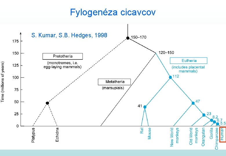 Fylogenéza cicavcov S. Kumar, S. B. Hedges, 1998 