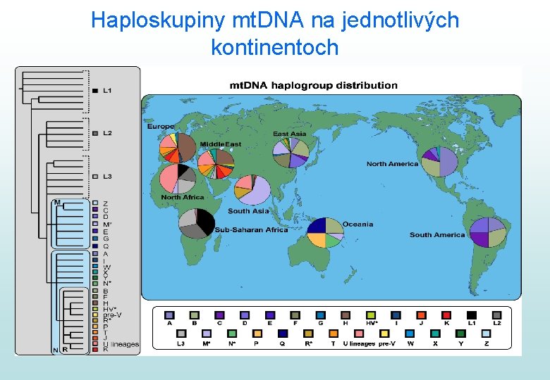 Haploskupiny mt. DNA na jednotlivých kontinentoch 