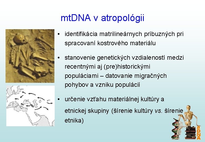 mt. DNA v atropológii • identifikácia matrilineárnych príbuzných pri spracovaní kostrového materiálu • stanovenie