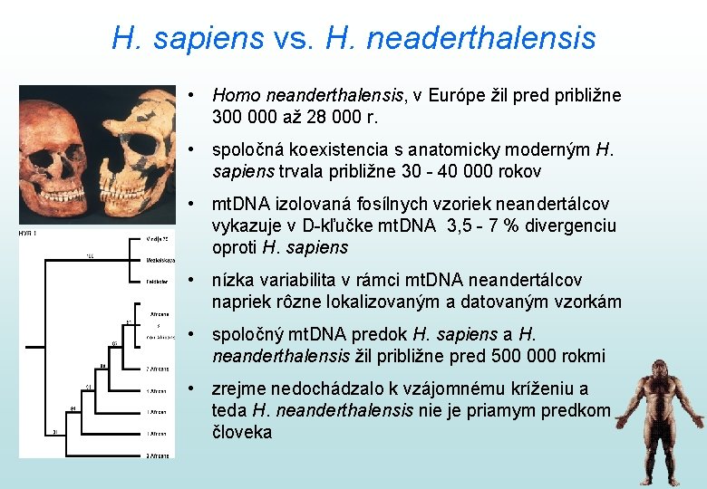 H. sapiens vs. H. neaderthalensis • Homo neanderthalensis, v Európe žil pred približne 300