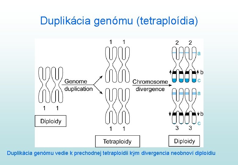 Duplikácia genómu (tetraploídia) Duplikácia genómu vedie k prechodnej tetraploídii kým divergencia neobnoví diploídiu 