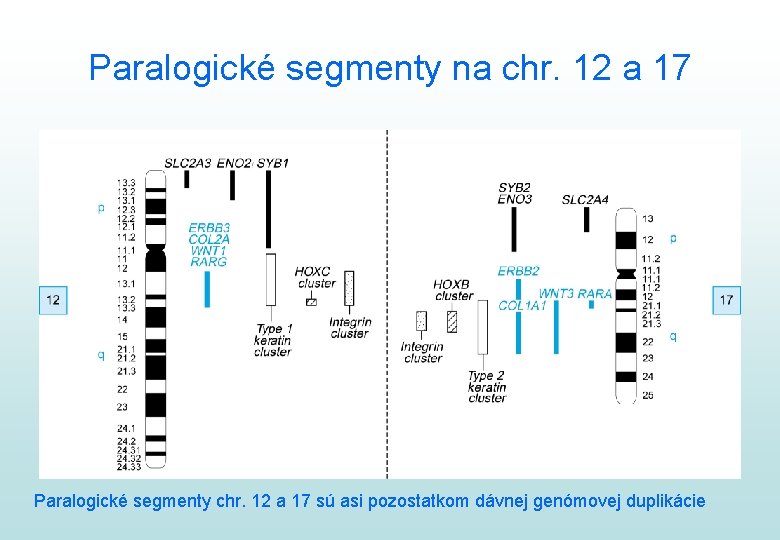 Paralogické segmenty na chr. 12 a 17 Paralogické segmenty chr. 12 a 17 sú
