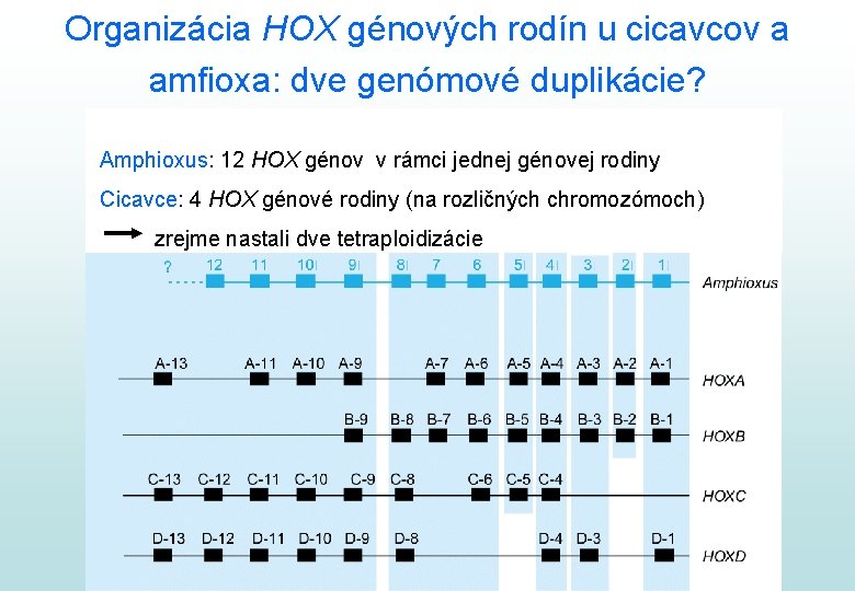 Organizácia HOX génových rodín u cicavcov a amfioxa: dve genómové duplikácie? Amphioxus: 12 HOX