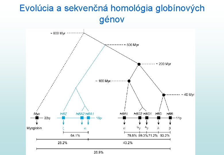 Evolúcia a sekvenčná homológia globínových génov 