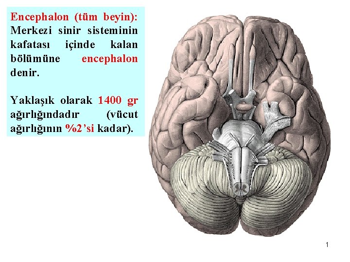 Encephalon (tüm beyin): Merkezi sinir sisteminin kafatası içinde kalan bölümüne encephalon denir. Yaklaşık olarak