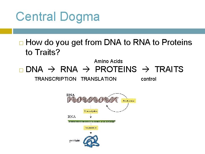 Central Dogma � How do you get from DNA to RNA to Proteins to