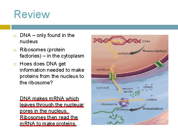 Review DNA – only found in the nucleus Ribosomes (protein factories) – in the