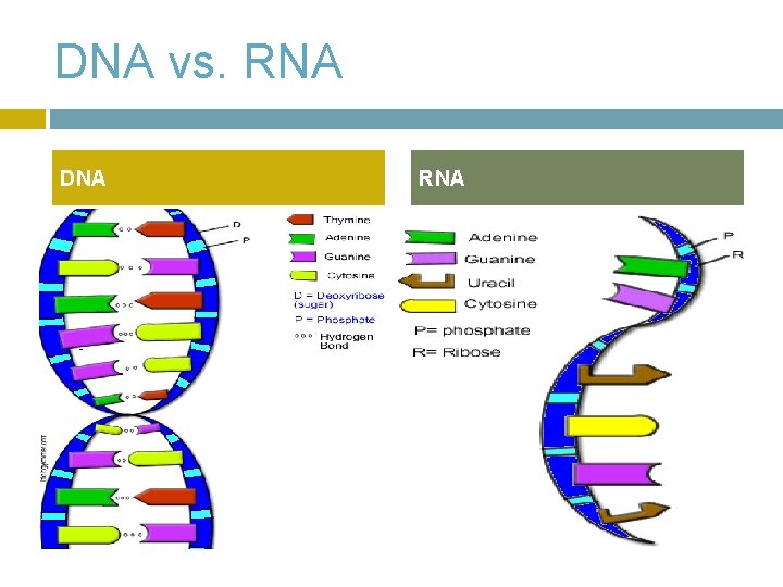 DNA vs. RNA DNA RNA 