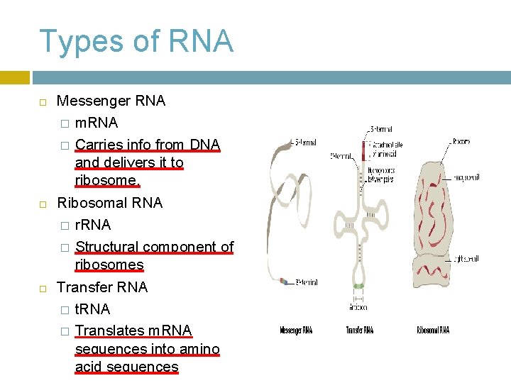 Types of RNA Messenger RNA � m. RNA � Carries info from DNA and