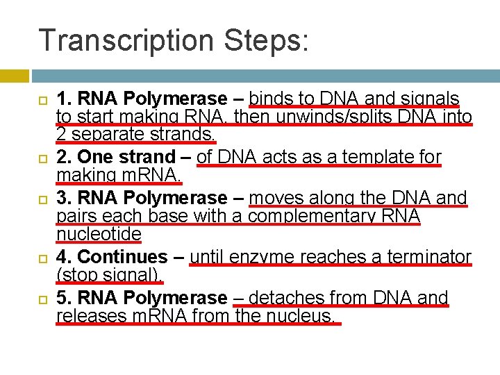 Transcription Steps: 1. RNA Polymerase – binds to DNA and signals to start making