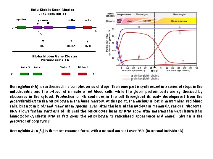 Hemoglobin (Hb) is synthesized in a complex series of steps. The heme part is