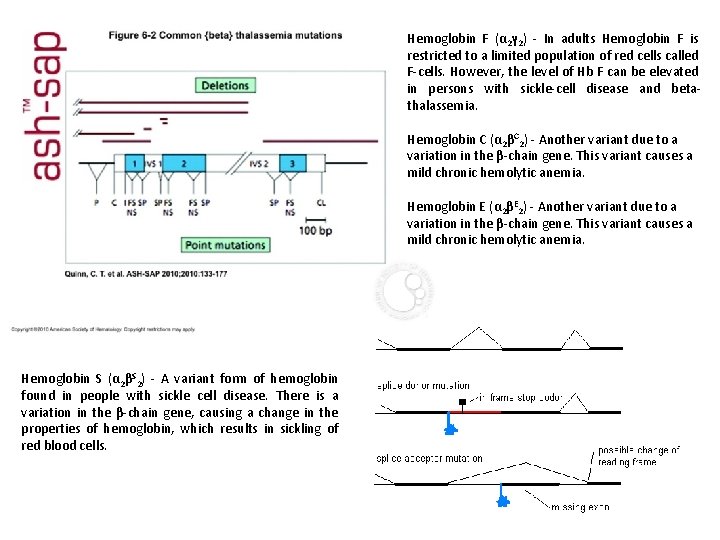 Hemoglobin F (α 2γ 2) - In adults Hemoglobin F is restricted to a