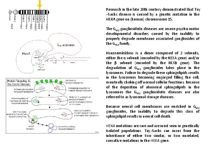 Research in the late 20 th century demonstrated that Tay –Sachs disease is caused
