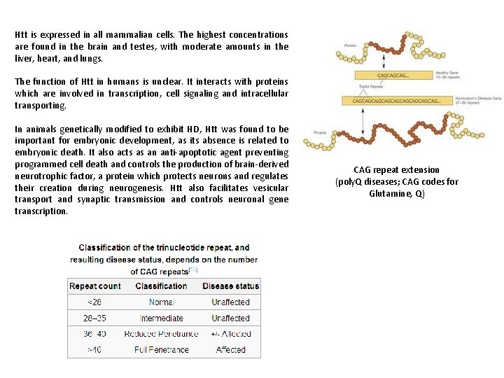 Htt is expressed in all mammalian cells. The highest concentrations are found in the