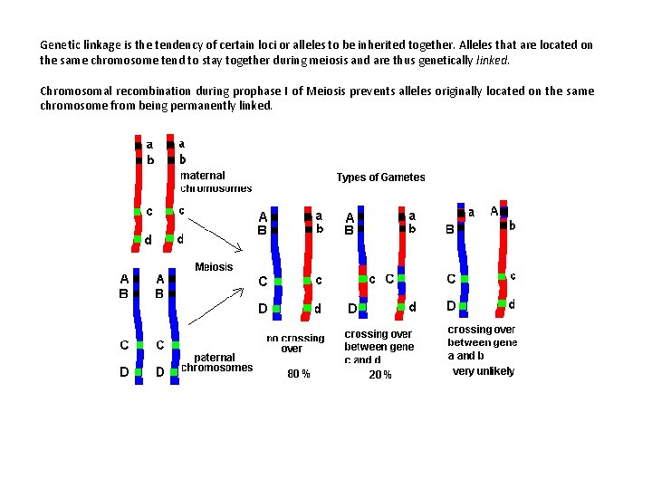 Genetic linkage is the tendency of certain loci or alleles to be inherited together.