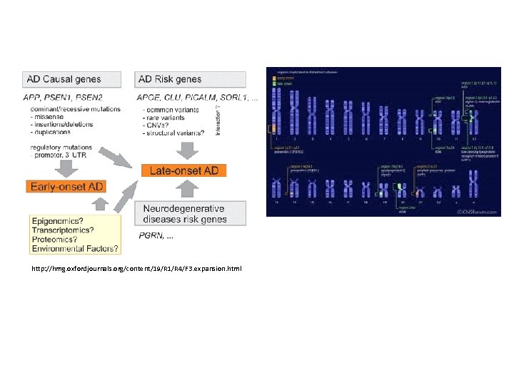 http: //hmg. oxfordjournals. org/content/19/R 1/R 4/F 3. expansion. html 