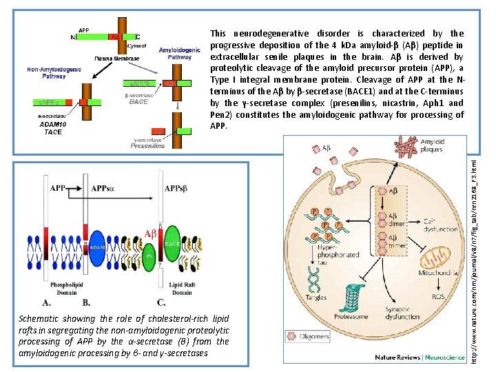 Schematic showing the role of cholesterol-rich lipid rafts in segregating the non-amyloidogenic proteolytic processing