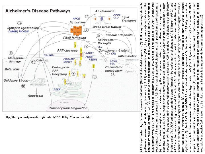 APP is synthesized by the endoplasmatic reticulum (ER) and the Golgi apparatus (1). Following