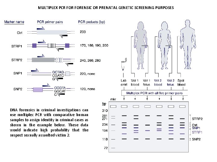 MULTIPLEX PCR FORENSIC OR PRENATAL GENETIC SCREENING PURPOSES DNA forensics in criminal investigations can
