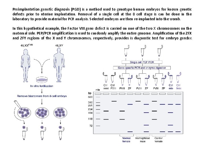 Preimplantation genetic diagnosis (PGD) is a method used to genotype human embryos for known