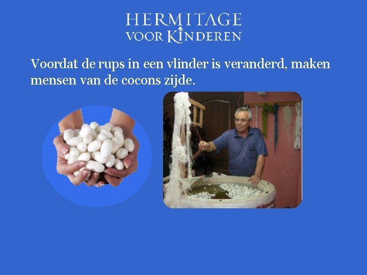 Voordat de rups in een vlinder is veranderd, maken mensen van de cocons zijde.