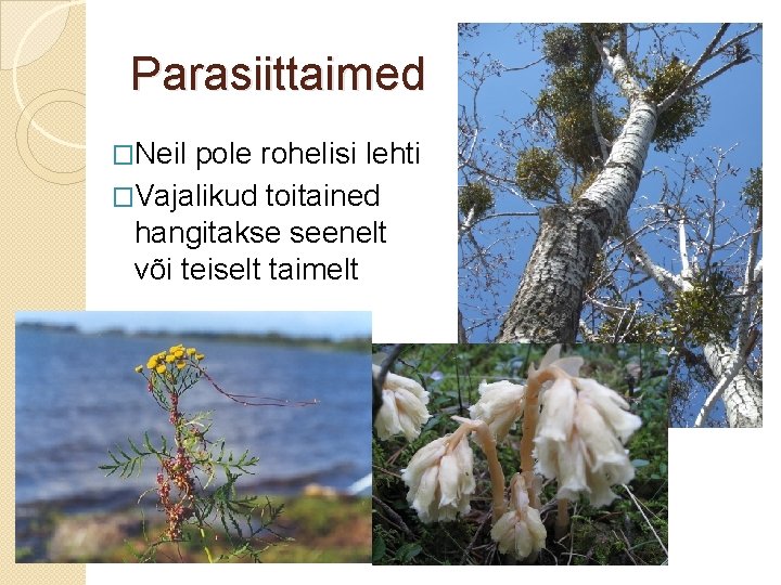 Parasiittaimed �Neil pole rohelisi lehti �Vajalikud toitained hangitakse seenelt või teiselt taimelt 