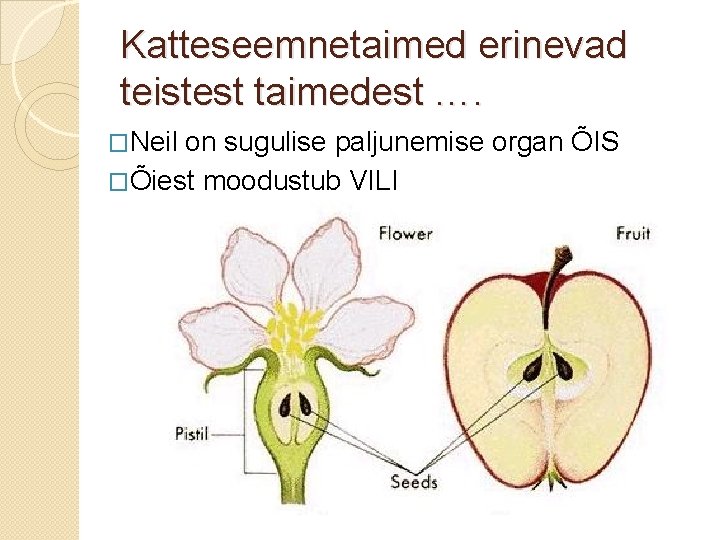 Katteseemnetaimed erinevad teistest taimedest …. �Neil on sugulise paljunemise organ ÕIS �Õiest moodustub VILI