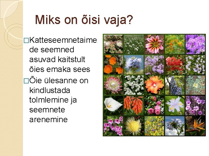 Miks on õisi vaja? �Katteseemnetaime de seemned asuvad kaitstult õies emaka sees �Õie ülesanne