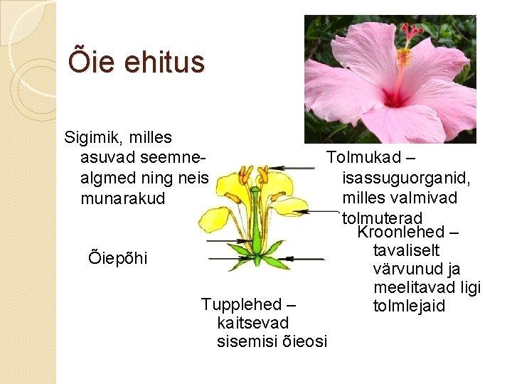 Õie ehitus Sigimik, milles asuvad seemnealgmed ning neis munarakud Õiepõhi Tolmukad – isassuguorganid, milles